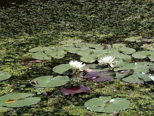 Seerose