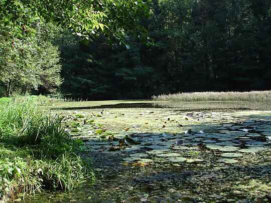 Teich